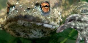 Your help needed to count frogs and toads in Somerset 