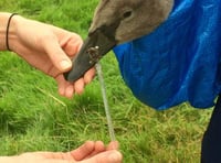 Cygnet ‘hooked’ at Basins