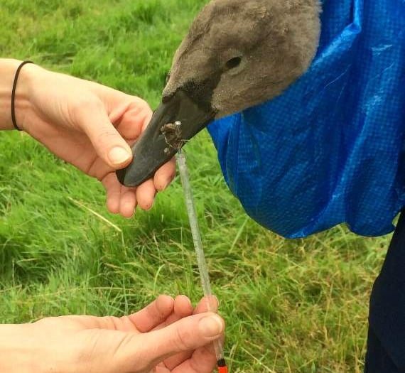 Cygnet ‘hooked’ at Basins