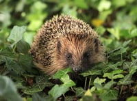 Concern about hedgehogs this winter