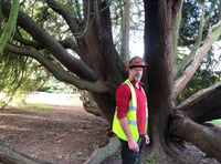 100-year-old tree ‘will live on’