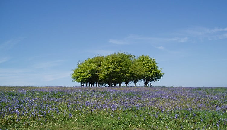 Trees on the Quantocks