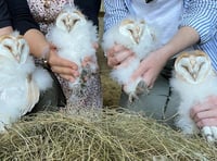 Owl quads’ antics captured on ‘nest cam’