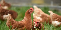 Bird flu restrictions imposed across Somerset West and Taunton 