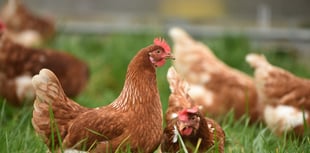 Bird flu restrictions imposed across Somerset West and Taunton 