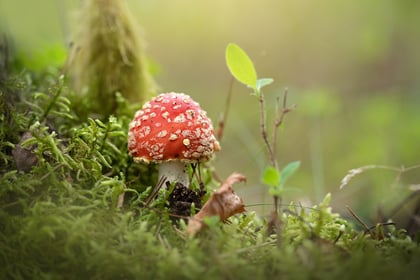 Can you help wildlife trust by going fungi spotting?