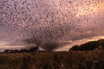Winter wonderland as thousands of starlings put on an air display