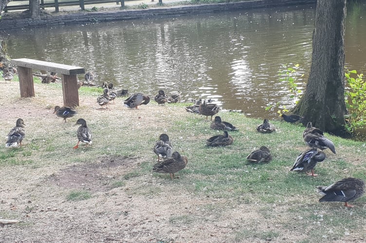 Wellington Basins ducks wildlife WBVG volunteers nature