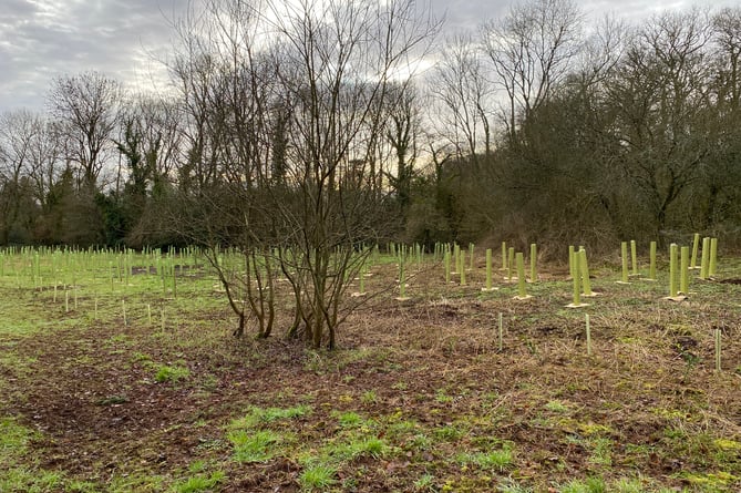 The freshly planted Jubilee Wood