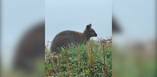 VIDEO: Wallaby spotted in the wild on Blackdown Hills