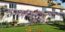 Great Somerset gardens to visit this Summer 