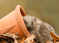 How to build a hedgehog house