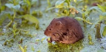 Appeal to save water voles from extinction 