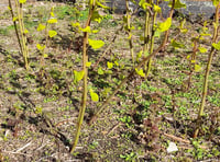 Resident's concern over invasive weed in Rockwell Green 