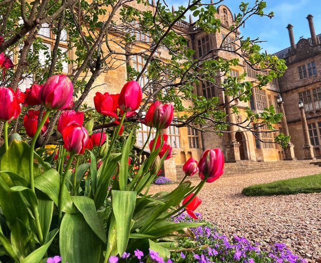 Somerset attractions a riot of colour for bank holiday