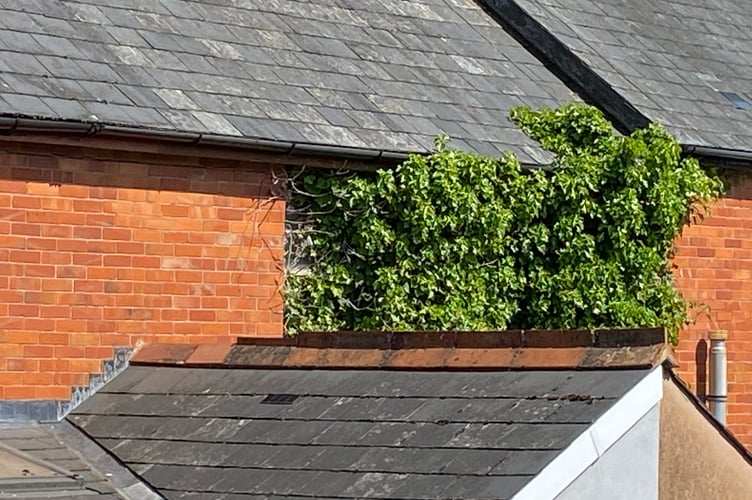 Vegetation is seen sprawling from upstairs windows at the back of the unoccupied property 