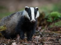 Badger cull in Somerset: Up to 1,795 more could be killed to fight bovine TB