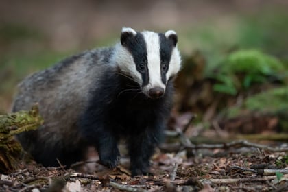 Badger cull in Somerset: Up to 1,795 more could be killed to fight bovine TB