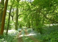 Council plans to plant 240 hectares of new woodland