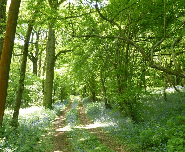 Council plans to plant 240 hectares of new woodland