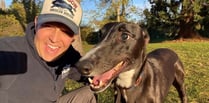 Full recovery for greyhound paralysed in freak accident