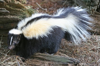 Missing skunk causes stink after walking 13 miles to Wellington
