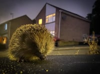 Somerset residents asked to record roadkill sightings