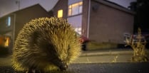 Somerset residents asked to record roadkill sightings