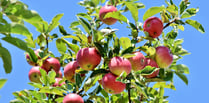 Last chance to claim free fruit tree 