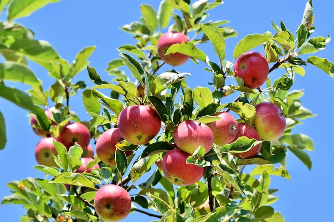 Time is running out for residents to come forward and claim a free apple tree