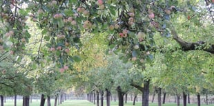 Cider-maker ready to celebrate National Apple Day