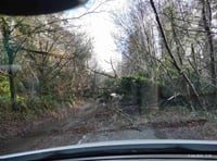 Storm Henk blows down tree closing Wellington road