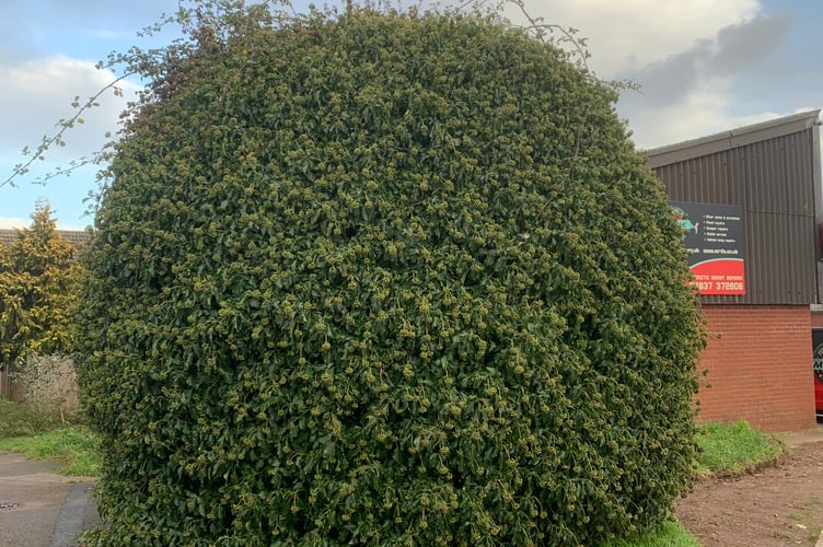 The ivy bush which was ripped out for electricity cabling work in Scotts Lane, Wellington.