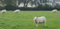 MP wants 'more draconian' measures for dog attacks on farm animals