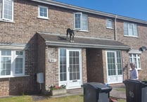 Daredevil dog rescued from roof after climbing out window