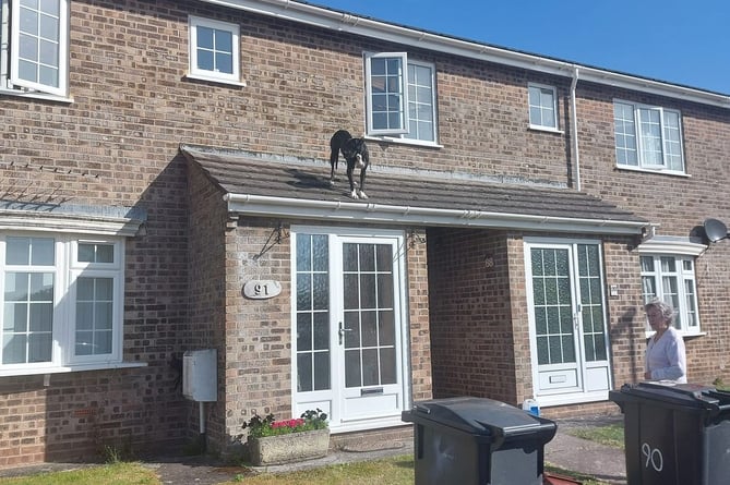 A dog became trapped on the roof of a house in Wellington (Welington Town Council)