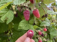 Longacre picnic to celebrate recent harvests and all are welcome