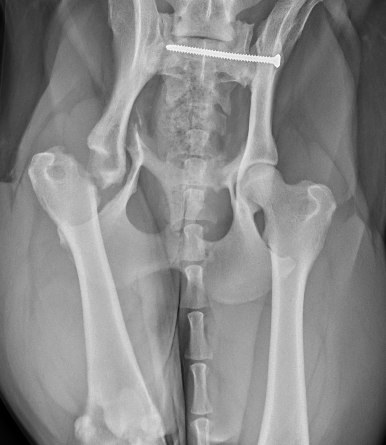 An X-ray showing injuries suffered by labrador Ruby, which was treated by Cave Veterinary Specialists Wellington West Buckland