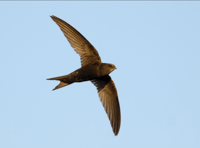 Village church enticing return of nesting swifts