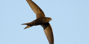 Village church enticing return of nesting swifts