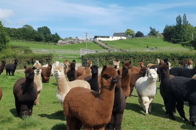 Mark and Sue Steele's Patou Alpacas herd in West Buckland. 