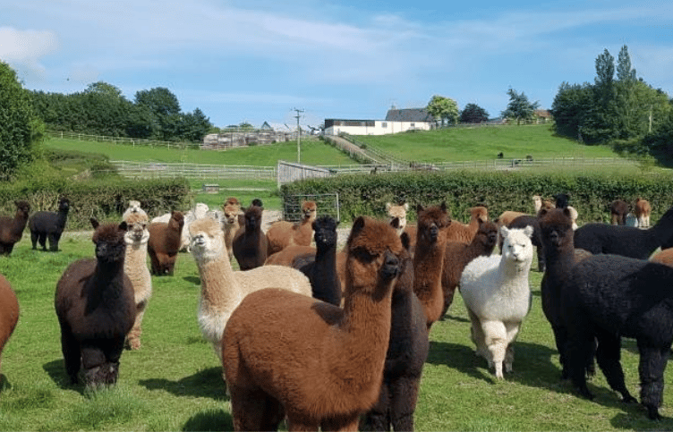 Mark and Sue Steele's Patou Alpacas herd in West Buckland. 