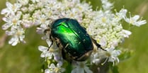 Worrying decline in our insect populations