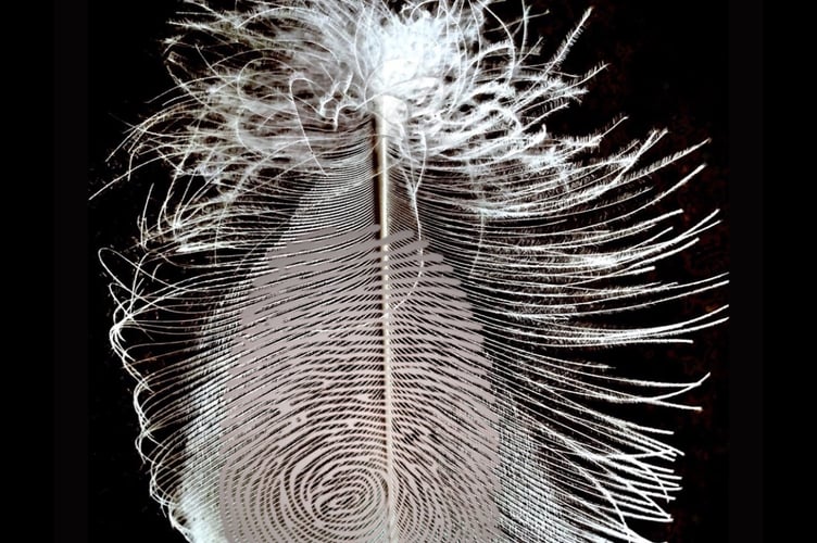 A piece from Sally's exhibition 'Hedgeweft' showing a swan's feather which Sally found at the Basins, overlaid with an enlarged image of a mender's fingerprint (Photo: Sally Light)