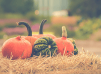 Pick your own pumpkins at Pitt Farm, near Wellington, this autumn