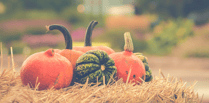 Pick your own pumpkins at Pitt Farm, near Wellington, this autumn