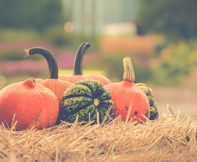 Pick your own pumpkins at Pitt Farm, near Wellington, this autumn