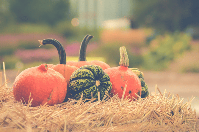 Pumpkin picking in Wellington this October