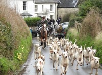 Hunt accused of letting foxhounds run riot through village