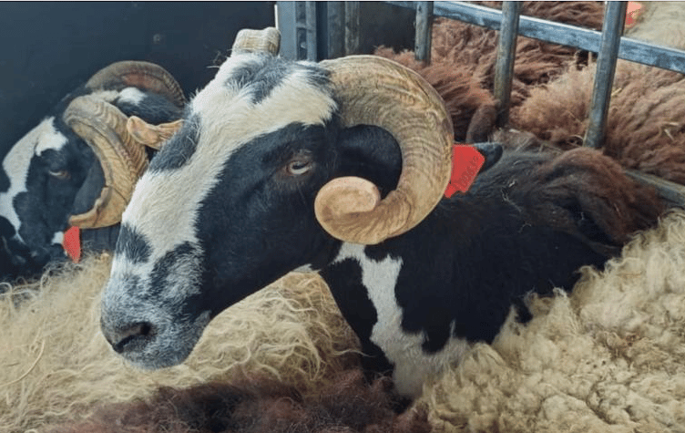 Some of the sheep in the Balkans which need shearing.